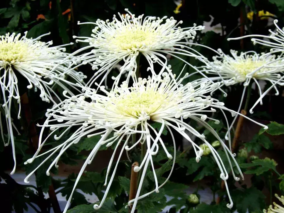 古代四大名花是哪四种_四大名花有哪些花