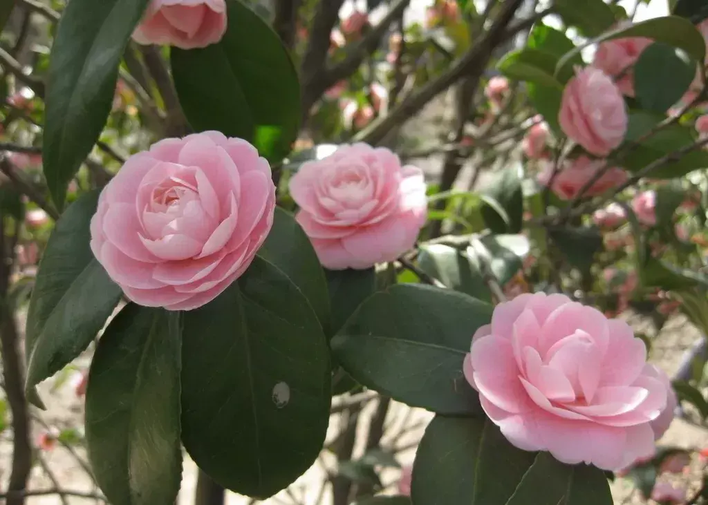 古代四大名花是哪四种_四大名花有哪些花