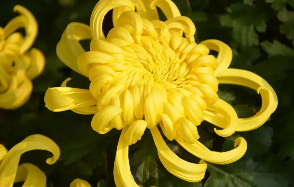 古代四大名花是哪四种_四大名花有哪些花