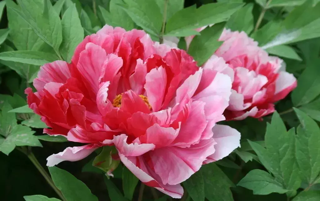 古代四大名花是哪四种_四大名花有哪些花