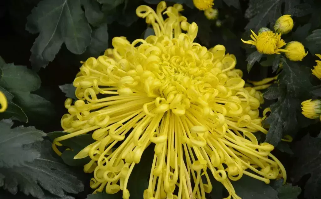 古代四大名花是哪四种_四大名花有哪些花