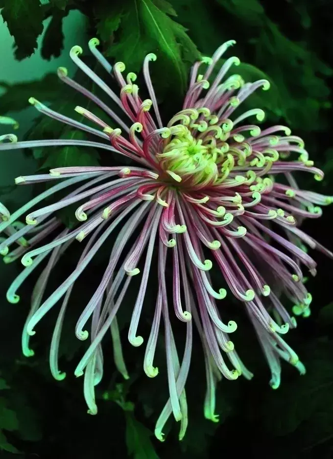 古代四大名花是哪四种_四大名花有哪些花