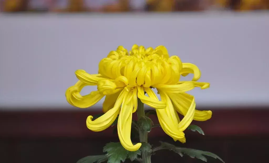 古代四大名花是哪四种_四大名花有哪些花