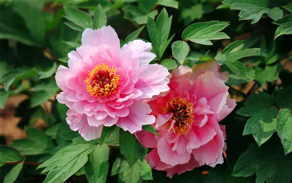 古代四大名花是哪四种_四大名花有哪些花