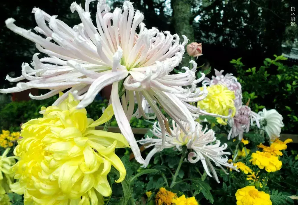 古代四大名花是哪四种_四大名花有哪些花