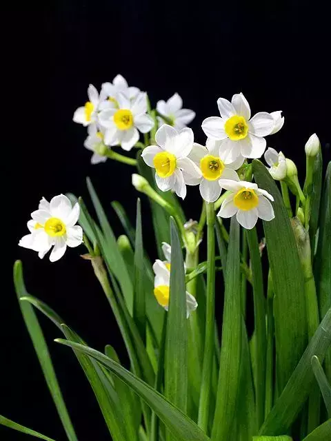 古代四大名花是哪四种_四大名花有哪些花