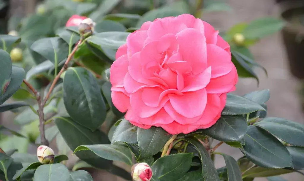 古代四大名花是哪四种_四大名花有哪些花