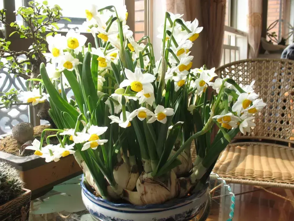 古代四大名花是哪四种_四大名花有哪些花