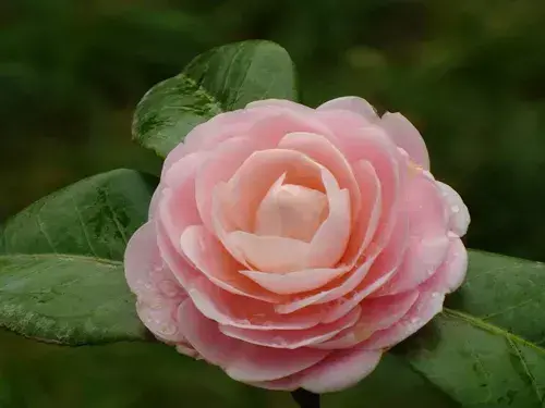 古代四大名花是哪四种_四大名花有哪些花
