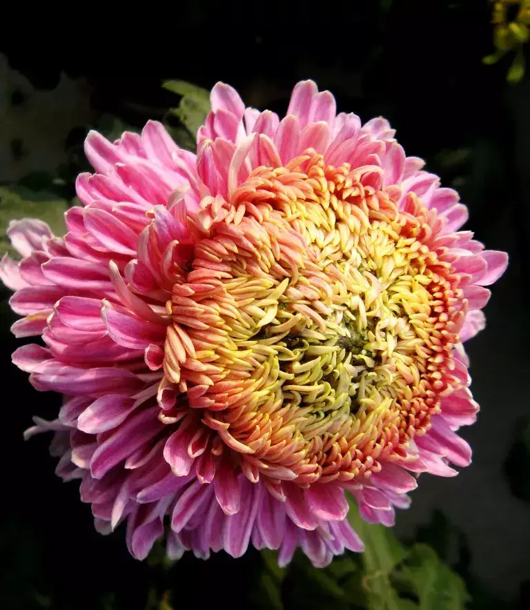 古代四大名花是哪四种_四大名花有哪些花