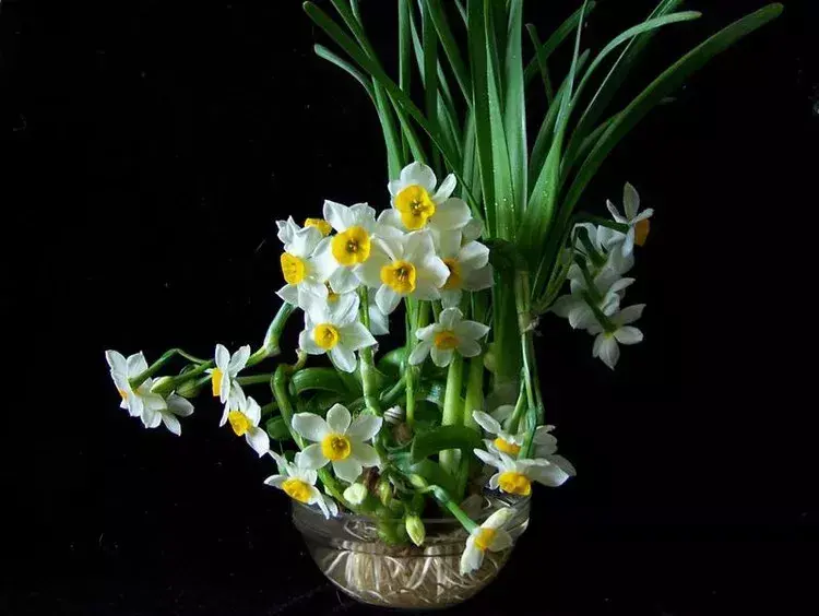 古代四大名花是哪四种_四大名花有哪些花