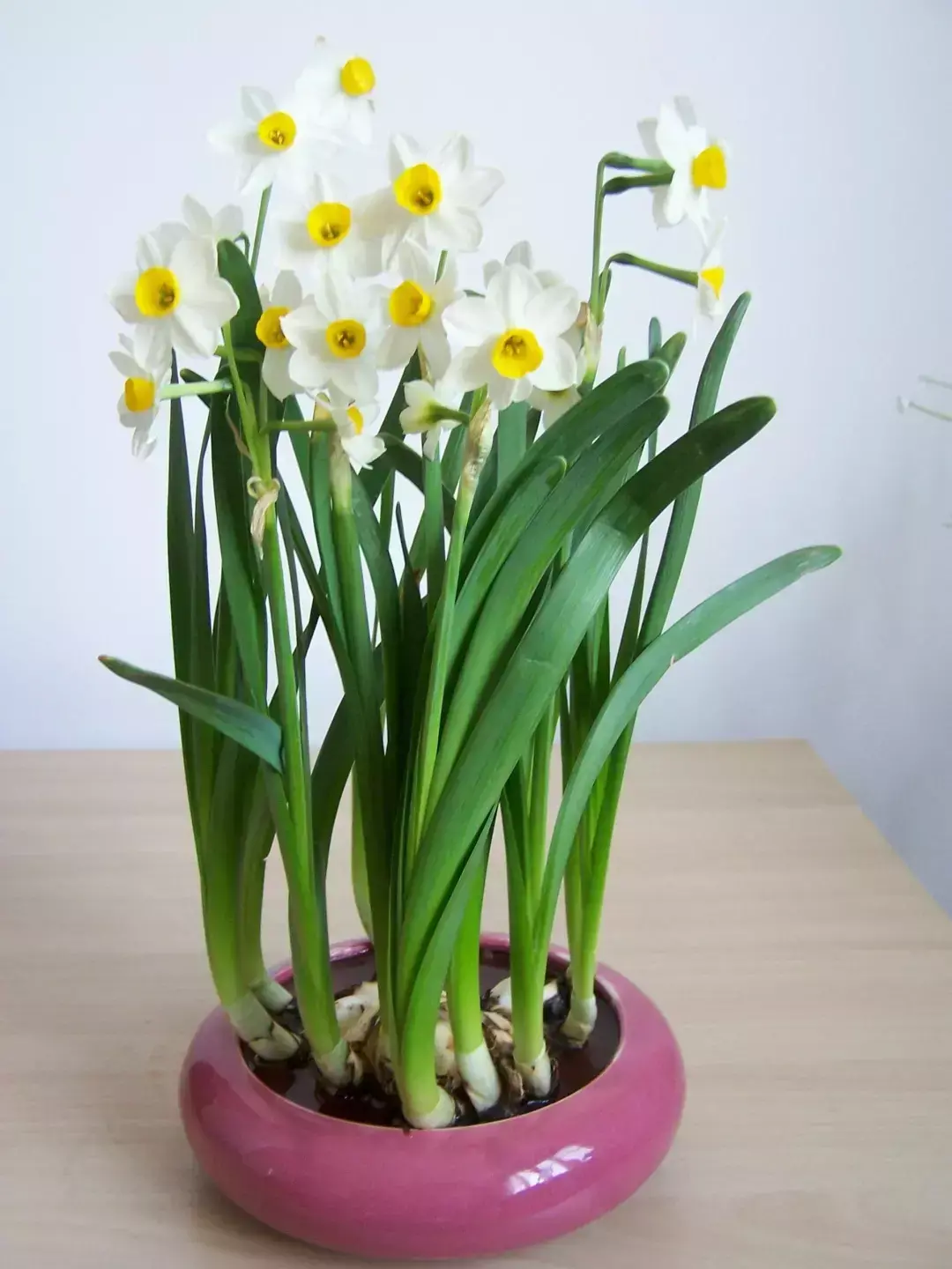 古代四大名花是哪四种_四大名花有哪些花
