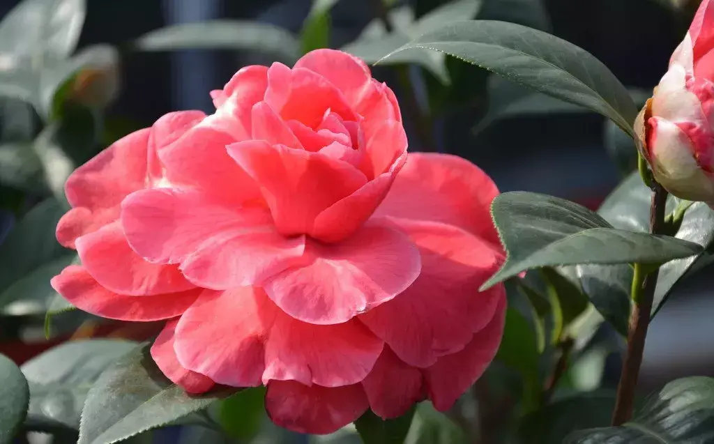 古代四大名花是哪四种_四大名花有哪些花