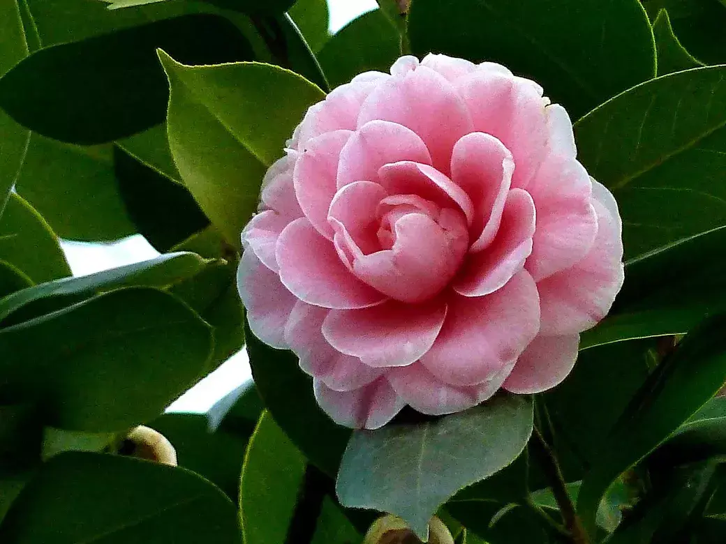 古代四大名花是哪四种_四大名花有哪些花