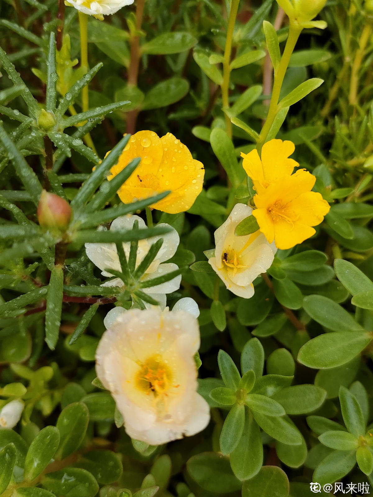太阳花几月份开花_太阳花的花期