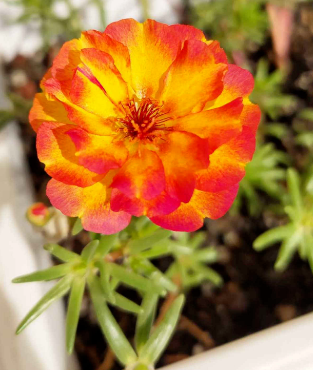太阳花几月份开花_太阳花的花期
