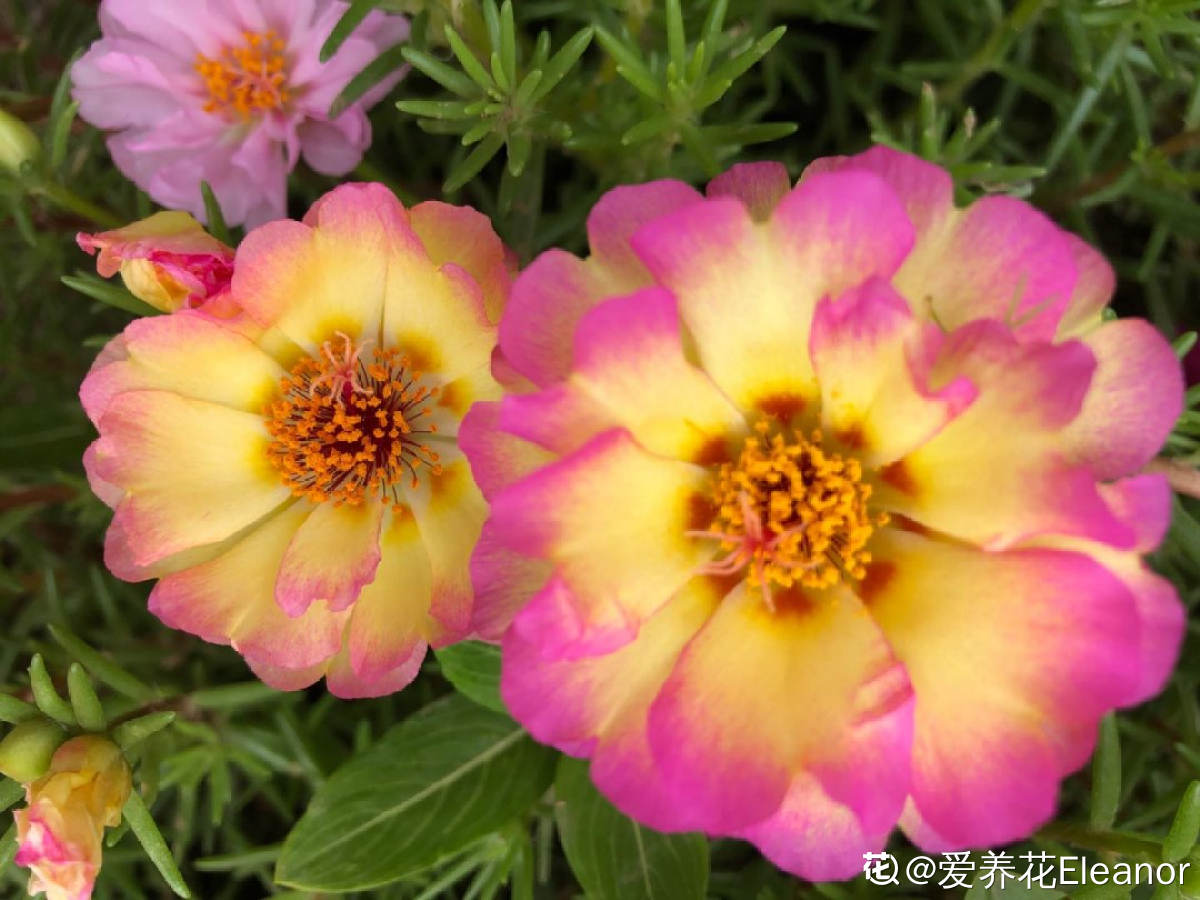 太阳花几月份开花_太阳花的花期