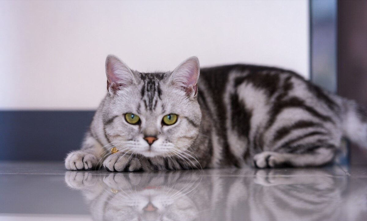猫的忠诚度高吗_猫忠诚主人吗