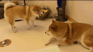 柴犬和秋田犬的区别在哪_柴犬和秋田犬一样吗