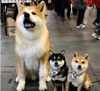 柴犬和秋田犬的区别在哪_柴犬和秋田犬一样吗