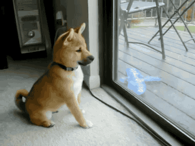 柴犬和秋田犬的区别在哪_柴犬和秋田犬一样吗
