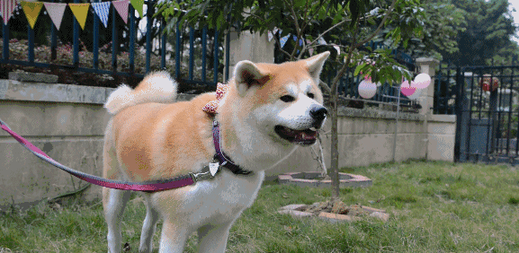 柴犬和秋田犬的区别在哪_柴犬和秋田犬一样吗