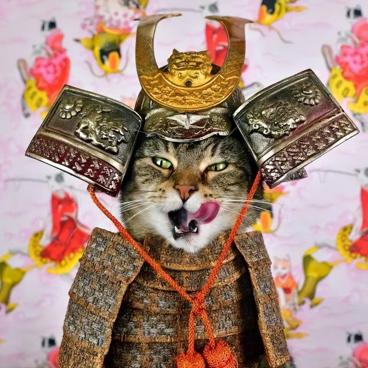猫的寿命一般有多长_猫的寿命怎么算