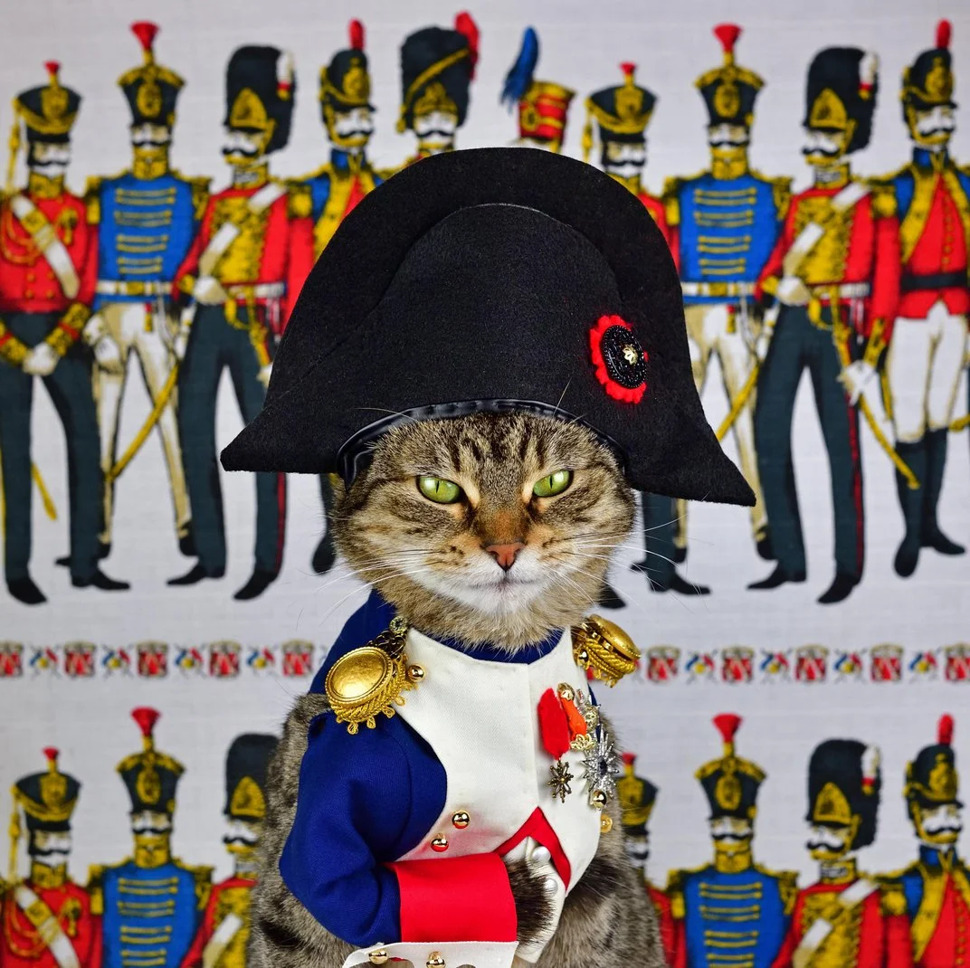 猫的寿命一般有多长_猫的寿命怎么算