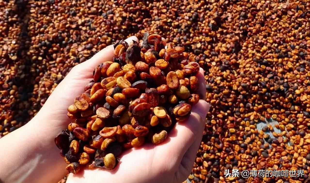 咖啡处理方法几种_咖啡三大处理法