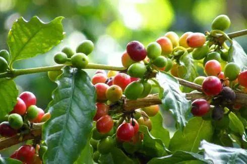 咖啡来源于哪个国家_咖啡的来源地是哪
