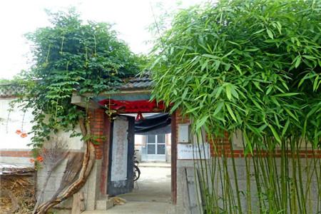 门前有小竹子好不好_门前种竹子的风水作用