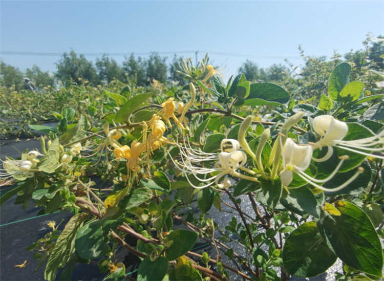 金银花怎么种植_金银花栽种时间和方法