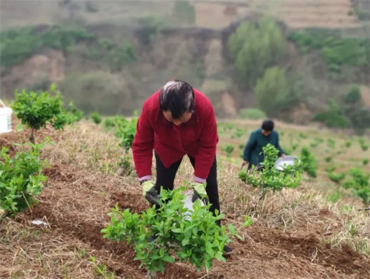 金银花怎么种植_金银花栽种时间和方法