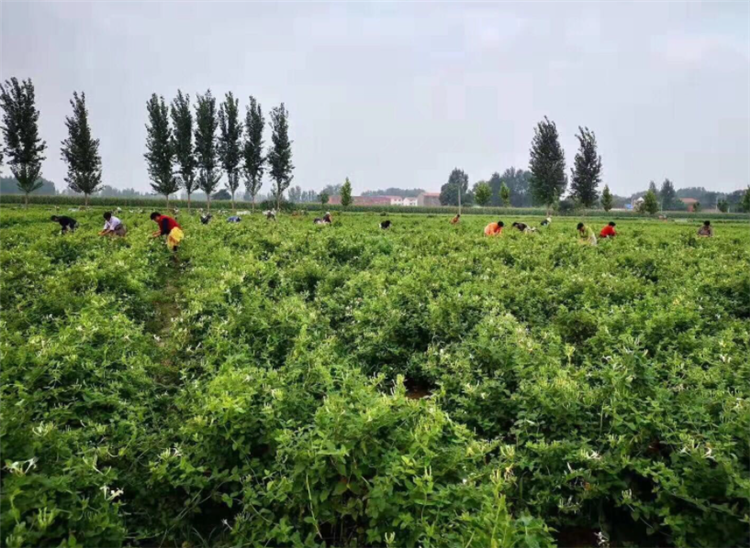 金银花怎么种植_金银花栽种时间和方法