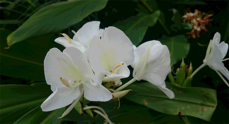 生姜会开花吗_生姜花盆种植时间和方法