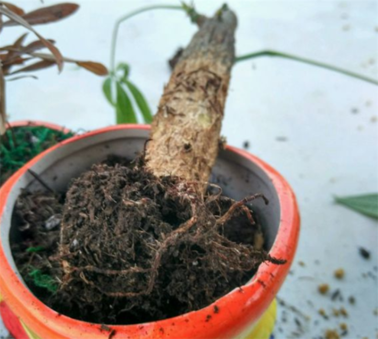 发财树烂根烂皮怎么补救_发财树根腐烂最快的处理方法
