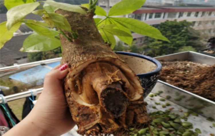 发财树烂根烂皮怎么补救_发财树根腐烂最快的处理方法