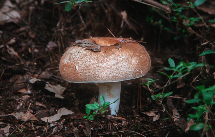 蘑菇是植物吗_它属于哪一类生物