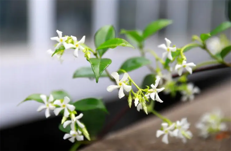 风车茉莉冬天怎么办_风车茉莉冬季养护