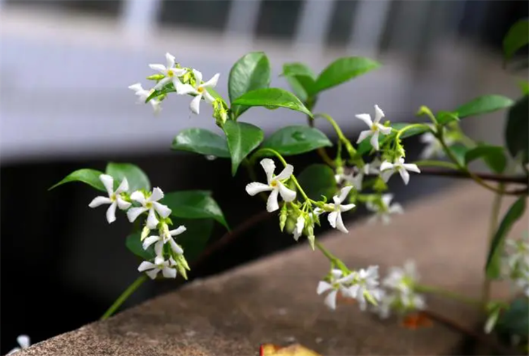 风车茉莉冬天怎么办_风车茉莉冬季养护
