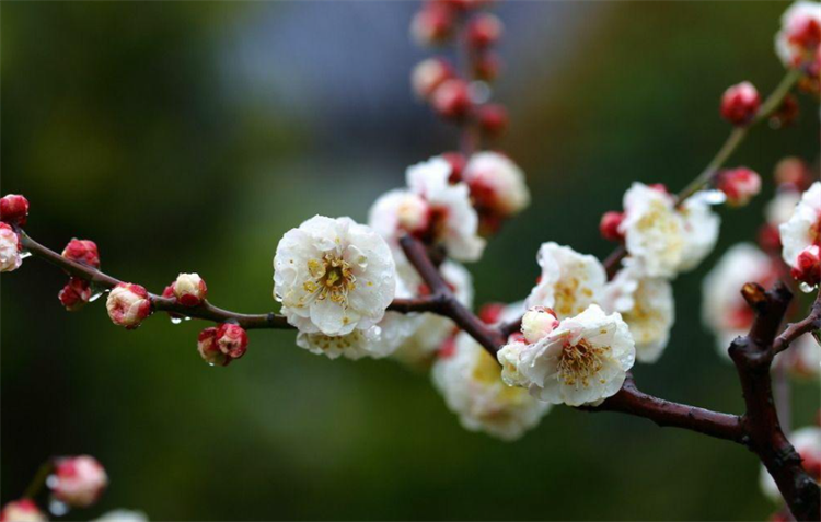梅花的别称有哪些_梅花的高级叫法