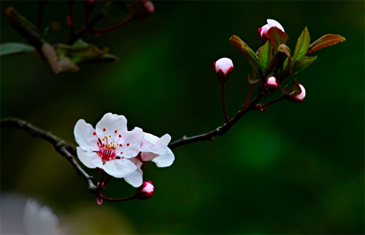 梅花的别称有哪些_梅花的高级叫法