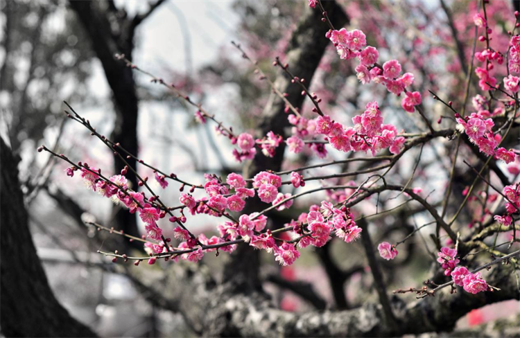 梅花的别称有哪些_梅花的高级叫法