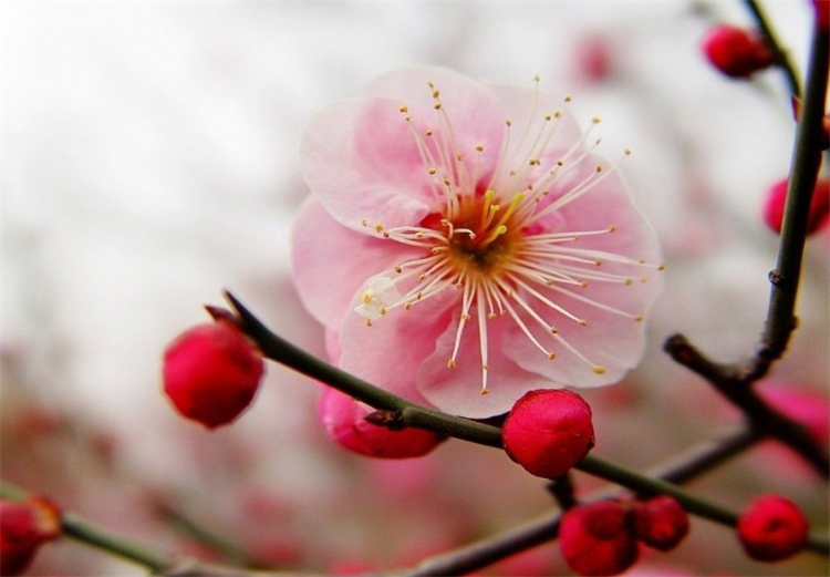 梅花的别称有哪些_梅花的高级叫法