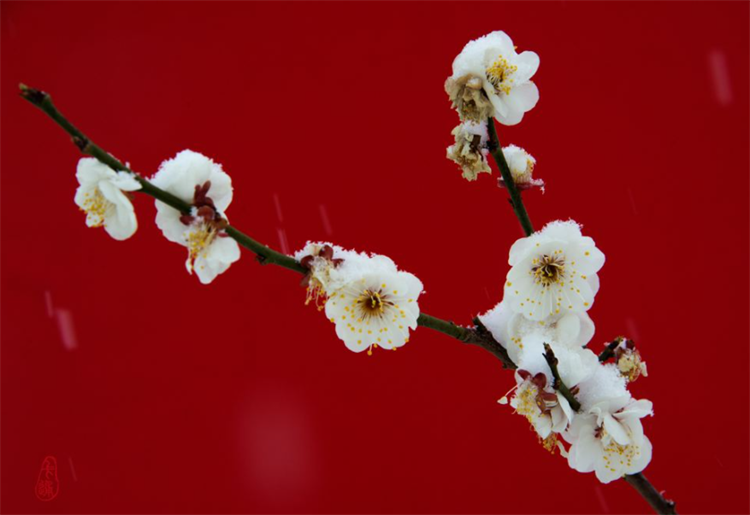 梅花的别称有哪些_梅花的高级叫法