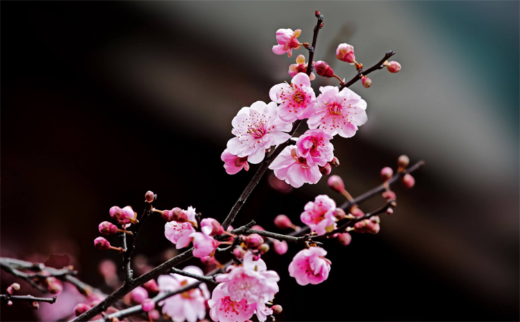 梅花的别称有哪些_梅花的高级叫法