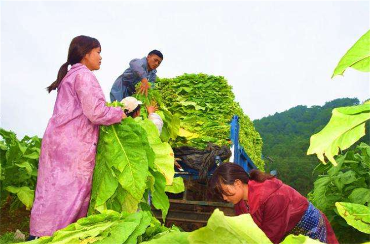 烟草是什么植物_烟草怎么种植