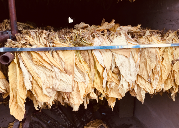 烟草是什么植物_烟草怎么种植