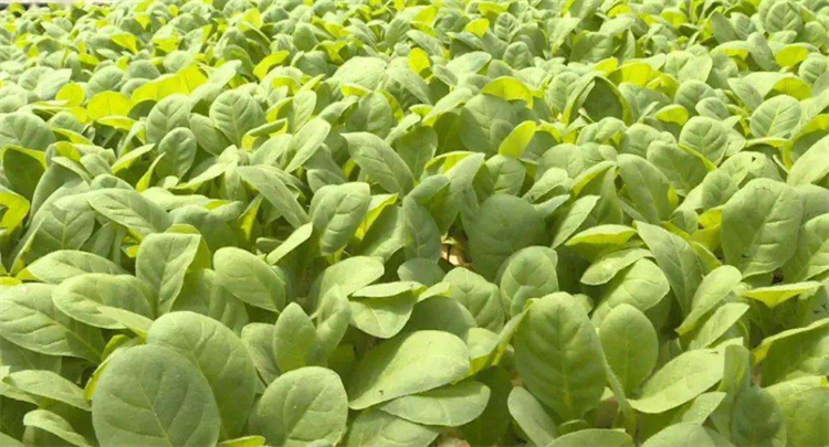 烟草是什么植物_烟草怎么种植