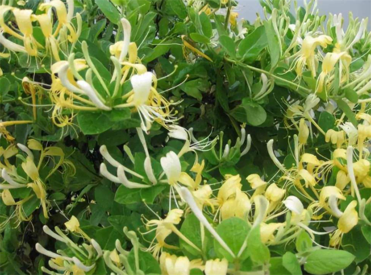 金银花变色是什么原因_金银花变色的目的